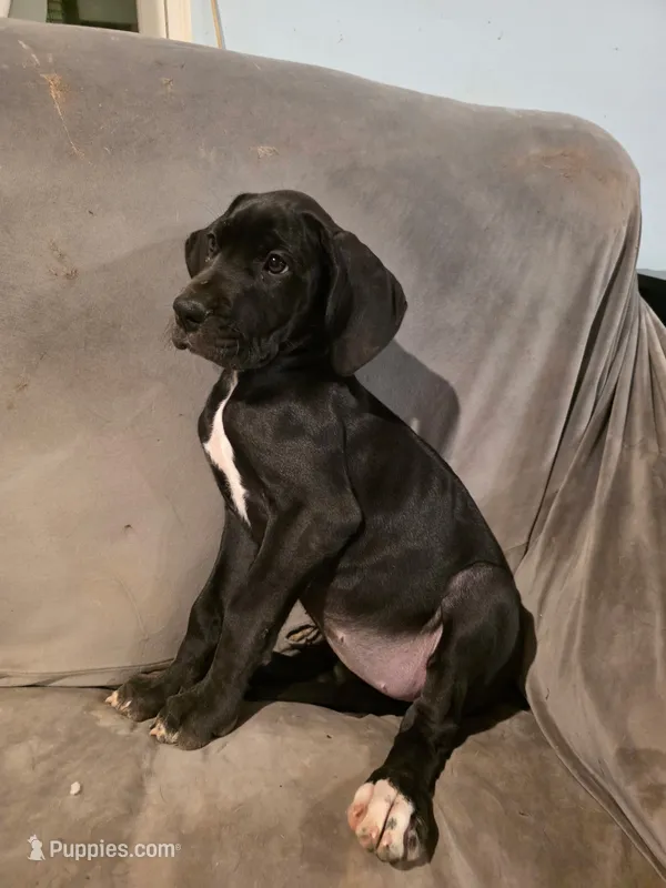 Green – Great Dane puppy for sale in Wrightsville, PA