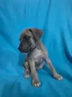 Red, a male Great Dane for sale in Wrightsville, PA – 3 of 5