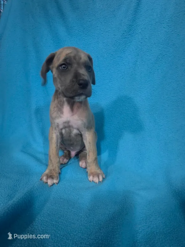 Red – Great Dane puppy for sale in Wrightsville, PA