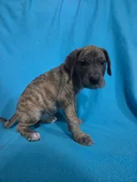 Pink, a female Great Dane for sale in Wrightsville, PA – 4 of 4