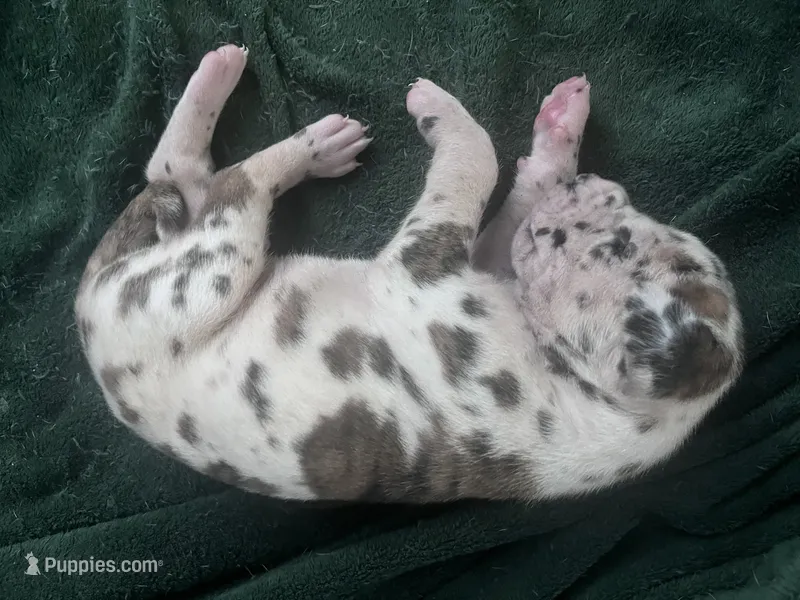 Purple – Great Dane puppy for sale in Wrightsville, PA