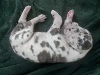 Purple, a male Great Dane for sale in Wrightsville, PA – 1 of 1