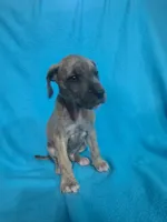 Red, a male Great Dane for sale in Wrightsville, PA – 4 of 5