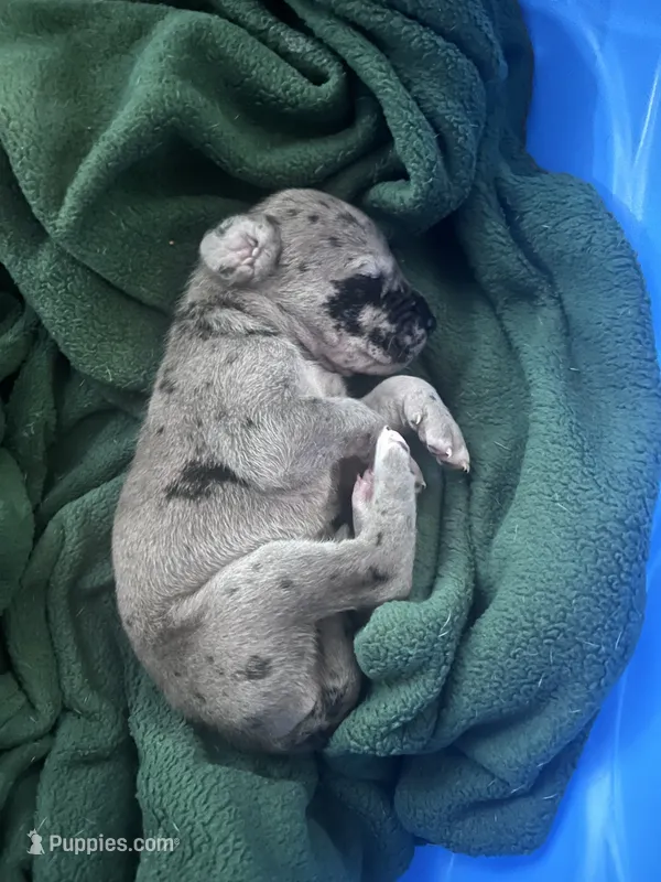 Orange – Great Dane puppy for sale in Wrightsville, PA