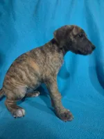 Pink, a female Great Dane for sale in Wrightsville, PA – 3 of 4