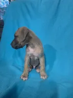 Red, a male Great Dane for sale in Wrightsville, PA – 5 of 5