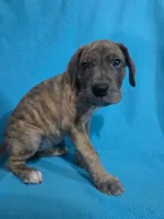 Pink, a female Great Dane for sale in Wrightsville, PA – 2 of 4