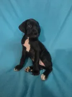Green, a female Great Dane for sale in Wrightsville, PA – 3 of 4