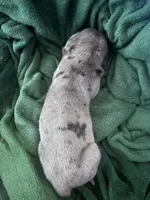 Orange, a female Great Dane for sale in Wrightsville, PA – 2 of 2