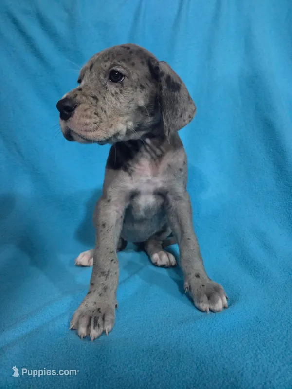 Orange – Great Dane puppy for sale in Wrightsville, PA