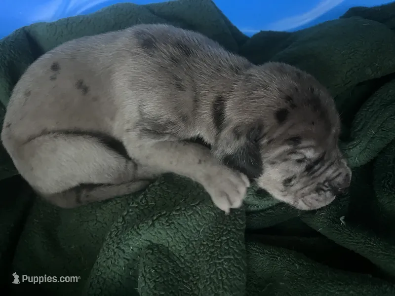 Blue – Great Dane puppy for sale in Wrightsville, PA