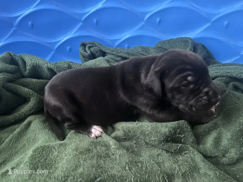 Green, a female Great Dane for sale in Wrightsville, PA – 1 of 3