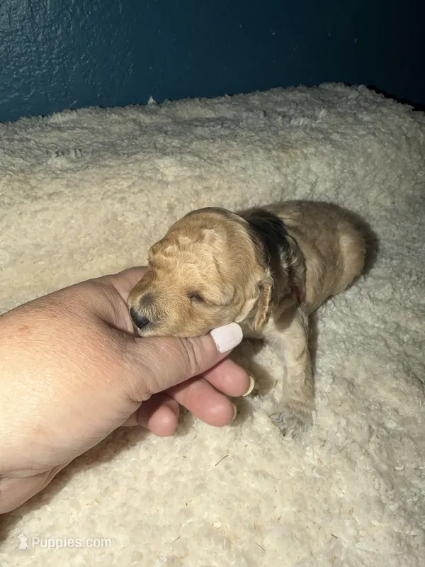 AKC Miniature Poodle Female - Kristina – Poodle - Miniature  puppy for sale in Phoenix, AZ