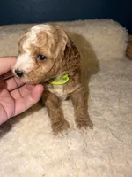 AKC Miniature Poodle Male - Houdini, a male Poodle - Miniature  for sale in Phoenix, AZ – 9 of 9