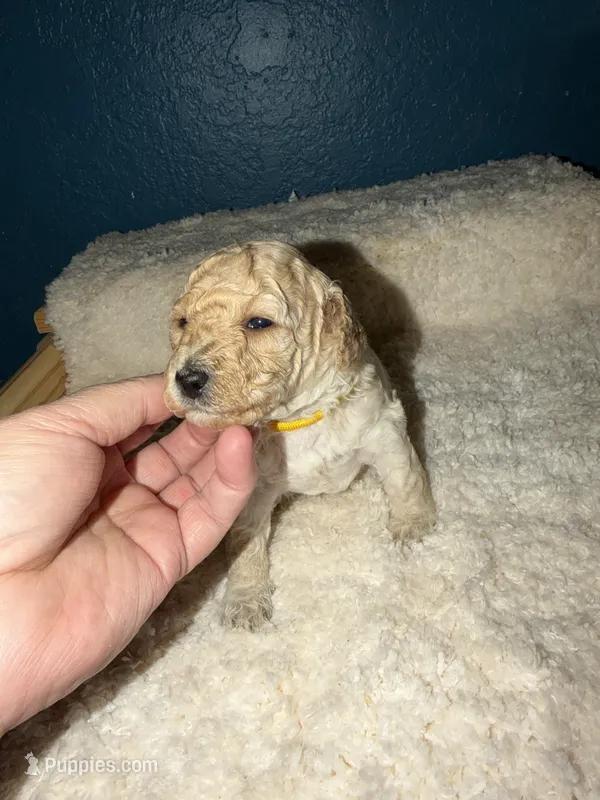 AKC Miniature Poodle Female -  Katie – Poodle - Miniature  puppy for sale in Phoenix, AZ