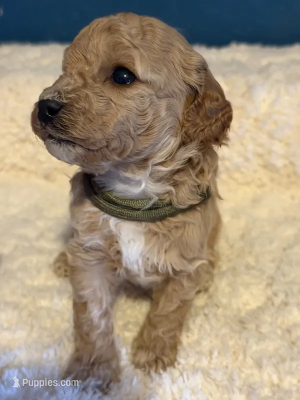 AKC Miniature Poodle Male - Cedar – Poodle - Miniature  puppy for sale in Phoenix, AZ