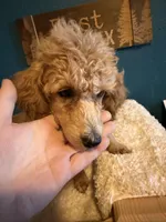 AKC Miniature Poodle Male - Sage, a male Poodle - Miniature  for sale in Phoenix, AZ – Photo 3 of 8