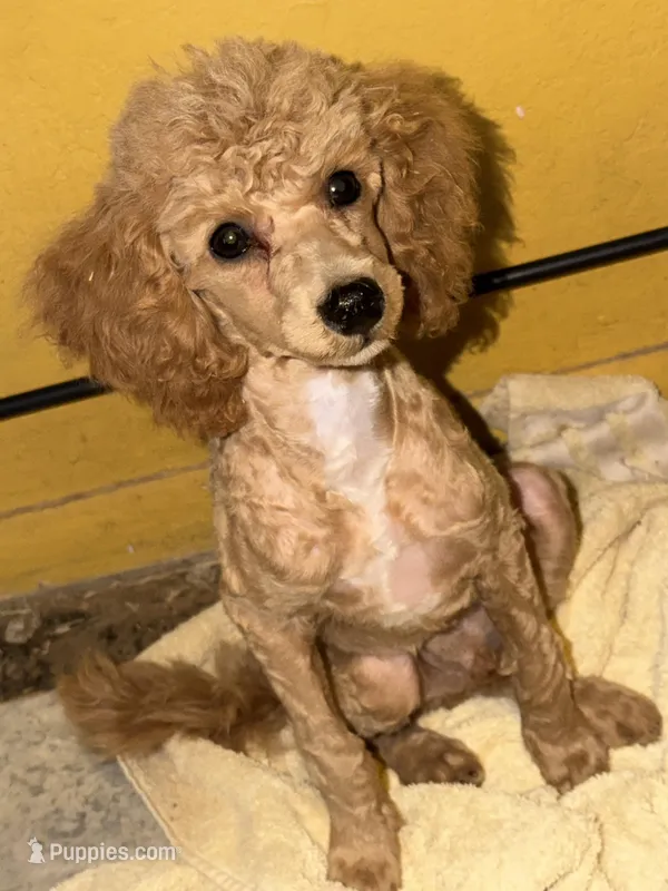 AKC Miniature Poodle Male - Sage – Poodle - Miniature  puppy for sale in Phoenix, AZ