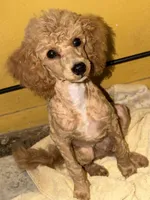 AKC Miniature Poodle Male - Sage, a male Poodle - Miniature  for sale in Phoenix, AZ – Photo 1 of 8