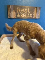 AKC Miniature Poodle Male - Sage, a male Poodle - Miniature  for sale in Phoenix, AZ – Photo 7 of 8