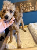 AKC Miniature Poodle Male - Sage, a male Poodle - Miniature  for sale in Phoenix, AZ – Photo 6 of 8