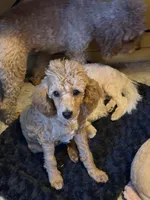AKC Miniature Poodle Male - Sage, a male Poodle - Miniature  for sale in Phoenix, AZ – Photo 4 of 8