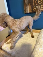 AKC Miniature Poodle Male - Sage, a male Poodle - Miniature  for sale in Phoenix, AZ – Photo 8 of 8