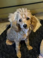 AKC Miniature Poodle Male - Sage, a male Poodle - Miniature  for sale in Phoenix, AZ – Photo 2 of 8