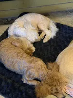 AKC Miniature Poodle Male - Sage, a male Poodle - Miniature  for sale in Phoenix, AZ – Photo 5 of 8