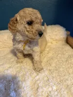 AKC Miniature Poodle Clear Female -  Katie, a female Poodle - Miniature  for sale in Phoenix, AZ – 6 of 10