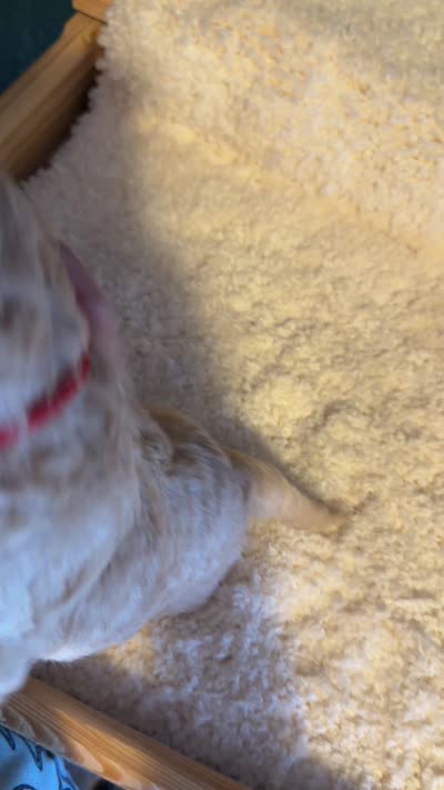 AKC Miniature Poodle Clear Female - Kristina, a female Poodle - Miniature  for sale in Phoenix, AZ – 6 of 8