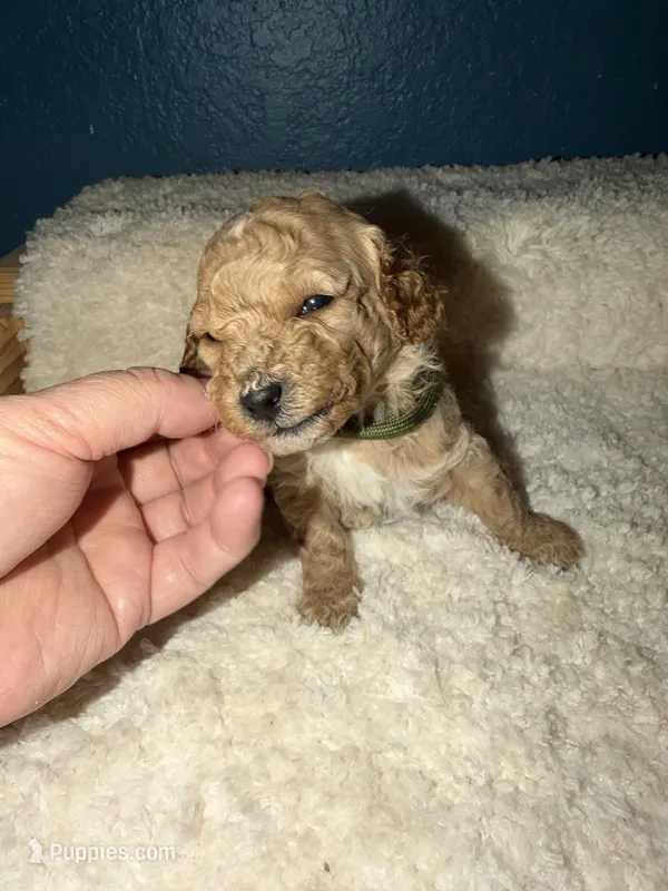 AKC Miniature Poodle Male - Cedar – Poodle - Miniature  puppy for sale in Phoenix, AZ
