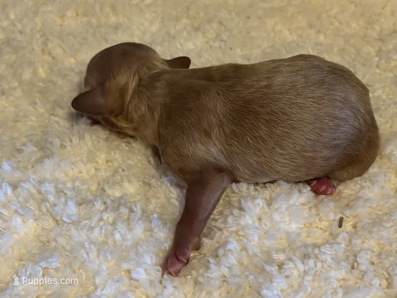 AKC Miniature Poodle Male - Archie – Poodle - Miniature  puppy for sale in Phoenix, AZ