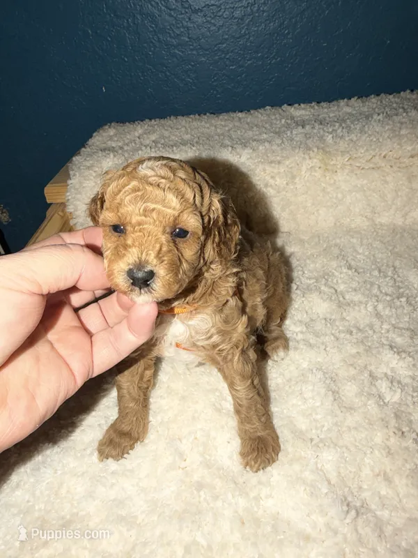 AKC Miniature Poodle Female - Sylvia (Showgirl) – Poodle - Miniature  puppy for sale in Phoenix, AZ