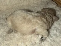 AKC Miniature Poodle Male - Bamboo, a male Poodle - Miniature  for sale in Phoenix, AZ – 3 of 3