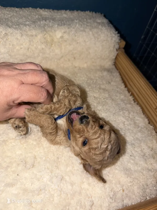 AKC Miniature Poodle Male - Mahogany  – Poodle - Miniature  puppy for sale in Phoenix, AZ