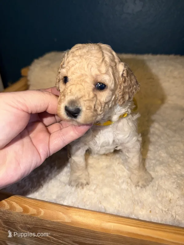 AKC Miniature Poodle Female -  Katie – Poodle - Miniature  puppy for sale in Phoenix, AZ