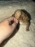 AKC Miniature Poodle Female - Sylvia (Showgirl), a female Poodle - Miniature  for sale in Phoenix, AZ – 6 of 6