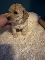 AKC Miniature Poodle Clear Female -  Katie, a female Poodle - Miniature  for sale in Phoenix, AZ – 5 of 10