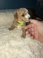 AKC Miniature Poodle Male - Houdini, a male Poodle - Miniature  for sale in Phoenix, AZ – 8 of 9