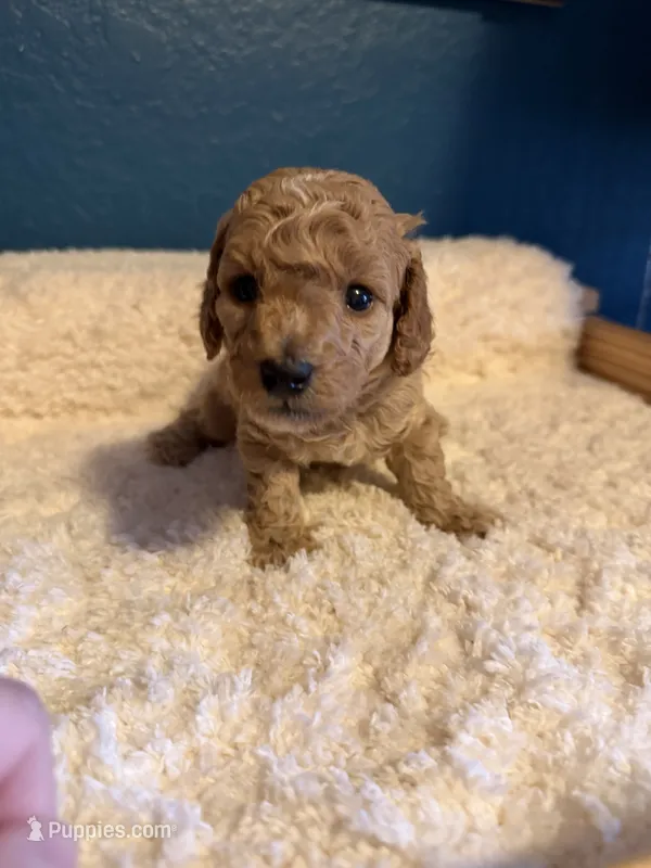 AKC Miniature Poodle Male - Mahogany  – Poodle - Miniature  puppy for sale in Phoenix, AZ