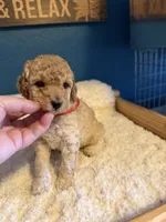 AKC Miniature Poodle Clear Female - Kristina, a female Poodle - Miniature  for sale in Phoenix, AZ – 4 of 8