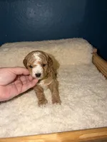 AKC Miniature Poodle Male - Houdini, a male Poodle - Miniature  for sale in Phoenix, AZ – 5 of 9