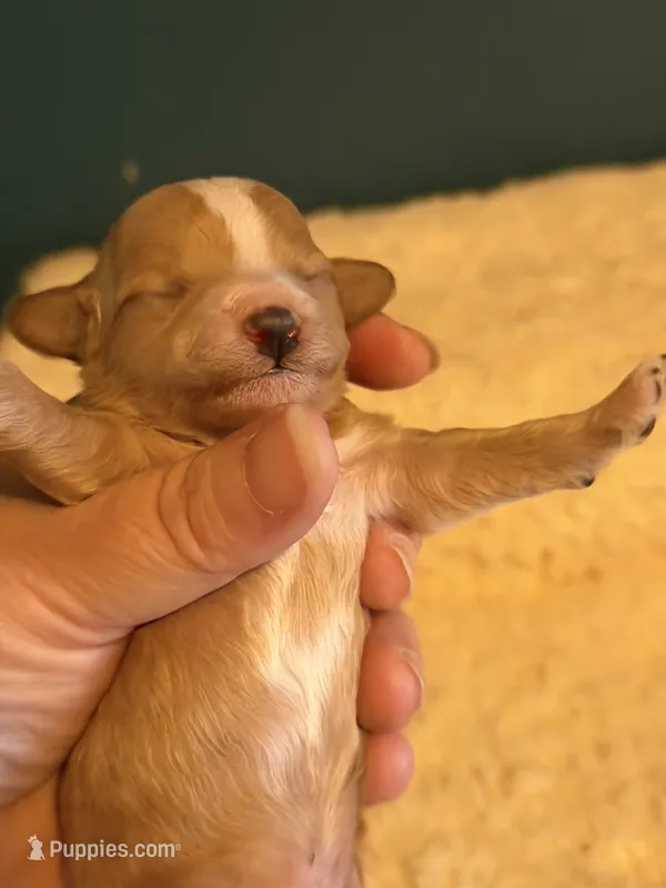 AKC Miniature Poodle Male - Fred – Poodle - Miniature  puppy on hold in Phoenix, AZ
