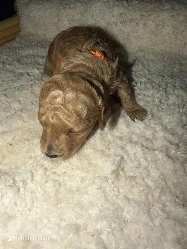 AKC Miniature Poodle Female - Sylvia – Poodle - Miniature  puppy for sale in Phoenix, AZ