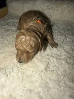 AKC Miniature Poodle Female - Sylvia (Showgirl), a female Poodle - Miniature  for sale in Phoenix, AZ – 5 of 6