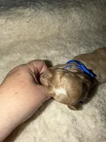 AKC Miniature Poodle Male - Mahogany , a male Poodle - Miniature  for sale in Phoenix, AZ – 5 of 5