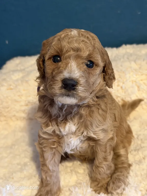 AKC Miniature Poodle Clear Male - Oak – Poodle - Miniature  puppy for sale in Phoenix, AZ