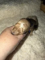AKC Miniature Poodle Male - Mahogany , a male Poodle - Miniature  for sale in Phoenix, AZ – 4 of 5