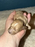 AKC Miniature Poodle Male - Cedar, a male Poodle - Miniature  for sale in Phoenix, AZ – 3 of 3